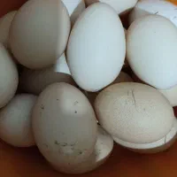 سلام بیست تاتخم مرغ محلی تازه ونطفه دار