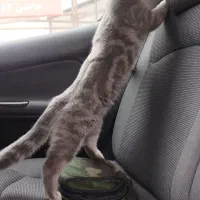 گربه بریتیش و اسکاتیش جفت|گربه|رشت, سعدی (تختی)|دیوار