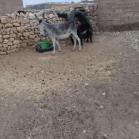 الاغ