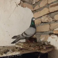 کفتر|پرنده|نیشابور, مازول|دیوار