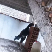 مرغ و خروس لاری اصیل