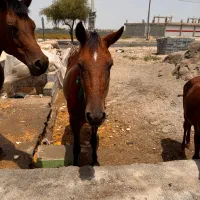 اسب|اسب و تجهیزات اسب‌سواری|میناب, |دیوار