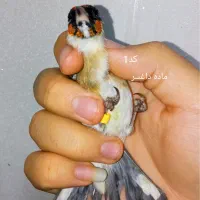 ۷ تا سهره چونه سفید