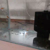 اکواریوم و فیلتر و پمپ هوا