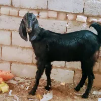 جفت‌کره‌ماده‌لنگ‌جمل‌