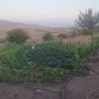لوبیا سبز