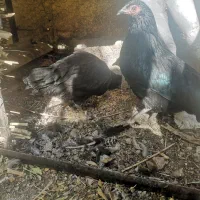 دو تا نیمچه سوماترا و گلین مجانی جهت قربانی، فوری