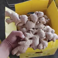 زنجبیل چینی عمده