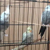 ۳عروس هلندی .‌سخنگو /تخم گذار /نر