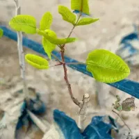 ابیاری قطره ای مدرن باغات استان گلستان