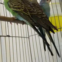 مرغ عشق|پرنده|سنندج, |دیوار