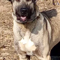 توله ۸ ماه سراب