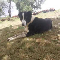 سگ گله
