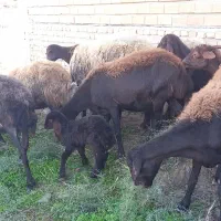 ۳تا بره مار ۳تا شیر کرده یک قوچ|حیوانات مزرعه|آق قلا, |دیوار