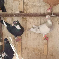 کرمونی