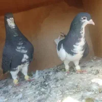 کبوتر|پرنده|شیراز, داریون|دیوار