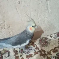 یک عدد عروس هلندی نر|پرنده|کلیائی, |دیوار