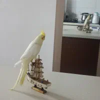 عروس هلندی|پرنده|کرمان, |دیوار