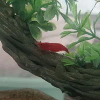 انواع آکواریوم و ماهی و لوازمات|ماهی|کبودرآهنگ, |دیوار