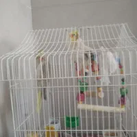 فروش جفت عروس هلندی ارسنجان