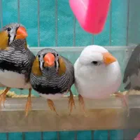 فروش فوری فنچچ|پرنده|یزد, |دیوار