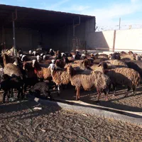 گوسفند مجهز به ۵۰۰راس دام نصفه گوشت|حیوانات مزرعه|مشهد, نوید|دیوار