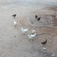 دیای ومورق