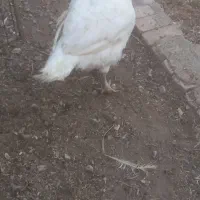 با سلام بوقلمو بیوتی سنگین وزن