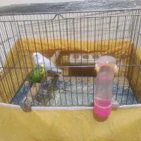 مرغ عشق فروشی