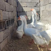 قوغاز خالمانگوری دوناف وشاخ دار|حیوانات مزرعه|هامون, |دیوار