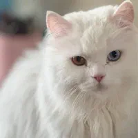 گربه پرشین چشم دورنگی