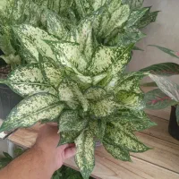 تمام گلها حراج   دونه  ۲۹۸هزار  فقط تا پنجشنبه شب
