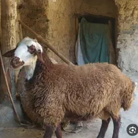 گوسفند زنده لویزان ،