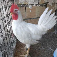 خروس ماشینی