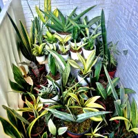 مجموعه کلکسیونی سانسوریا