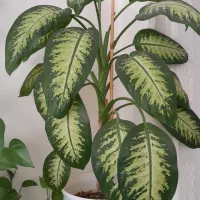 گل های اپارتمانی|گل و گیاه طبیعی|شاهرود, |دیوار