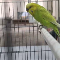 مرغ عشق مولد نر ماده