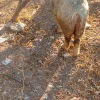 میش داشتی(بز بره قوچ)