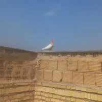کبوترسینه ای