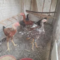 مرغ خروس لاری ۹۰۰۰۰۰۰۰