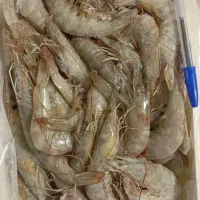 قزل الا|ماهی|محمدبار, |دیوار