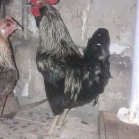 خروس|حیوانات مزرعه|مسجد سلیمان, |دیوار