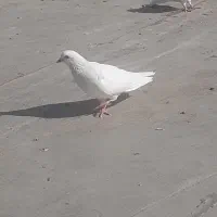 کبوتر‌ مفت|پرنده|تهران, امیر بهادر|دیوار