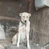 ماده عراقی بینظیر