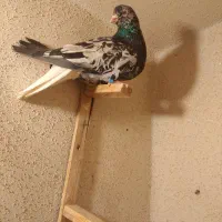 دوتانرگردن کلفت