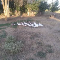 غاذ|فروشگاه و مغازه|بیجار, |دیوار