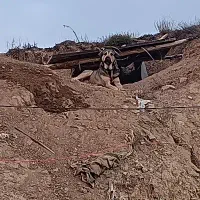 سگ گله و برای نگهبانی
