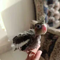 عروس هلندی|پرنده|محمدشهر, ولدآباد|دیوار