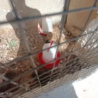 بلدرچین