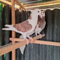 کفتر جوجه عتیقه